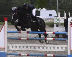 Springpferd Quickborn 6 (KWPN (Niederländisches Warmblut), 2006, von Quantum)