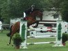 jumper KN Corino (Holsteiner, 2002, from Corrado I)