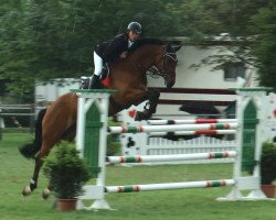 jumper KN Corino (Holsteiner, 2002, from Corrado I)