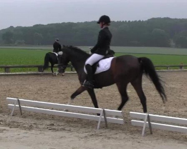 Ponyturnier Billerbeck 2015