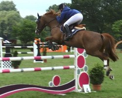 jumper Facebook 2 (Hanoverian, 2006, from For Edition)