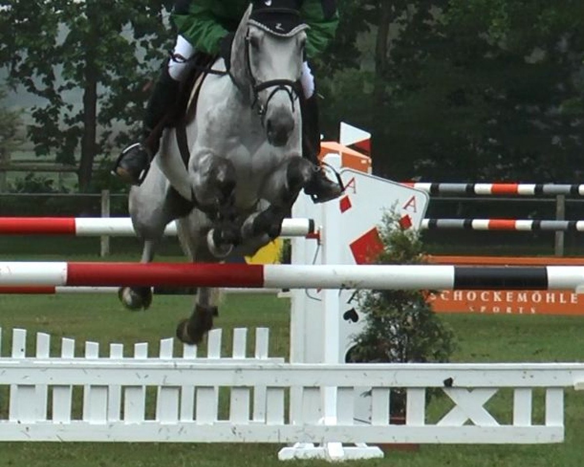Springpferd SL Brazonado (Brasilianisches Reitpferd, 2005, von SL Baluarte)