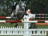 jumper SL Brazonado (Brazilian horse, 2005, from SL Baluarte)