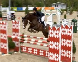 jumper Tailormade Gangster (Danish Warmblood, 2008, from Godsend du Reverdy)