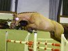 jumper Con Sander (German Sport Horse, 2009, from Contract)