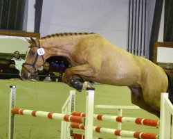 jumper Con Sander (German Sport Horse, 2009, from Contract)