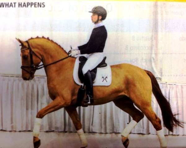 dressage horse What Happens (Hanoverian, 2009, from Wolkentanz I)