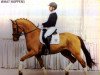 dressage horse What Happens (Hanoverian, 2009, from Wolkentanz I)