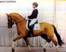 dressage horse What Happens (Hanoverian, 2009, from Wolkentanz I)