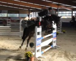 jumper Argentino de Fee (Oldenburg, 2008, from Argentinus)