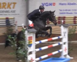 jumper C'Est Beau (Hanoverian, 2008, from Calido I)