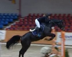 jumper Lasse III (Oldenburg show jumper, 2008, from Lord Pezi)