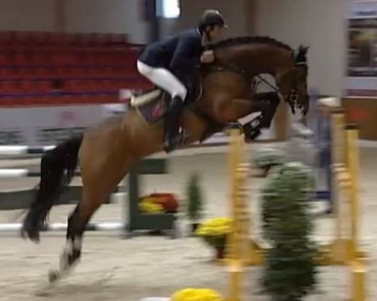 stallion Lord Beckham (Rhinelander, 2008, from Lord Weingard)