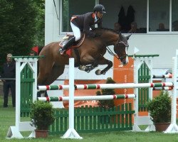 jumper Cecanto (Oldenburg show jumper, 2008, from Centadel)