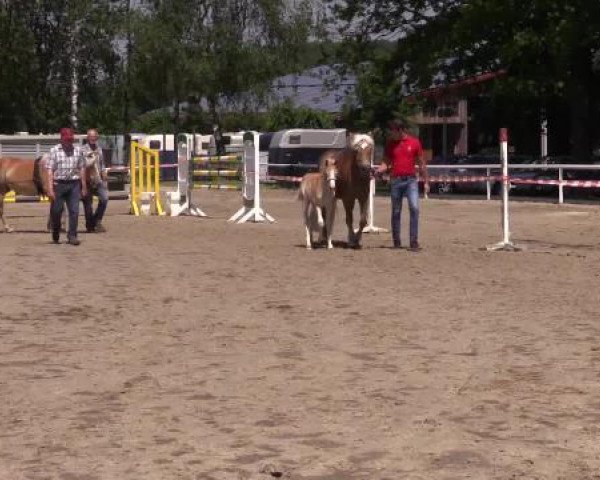 Stuten- und Fohlenschau Werne, 12.06.2015, Haflinger - Fohlen -