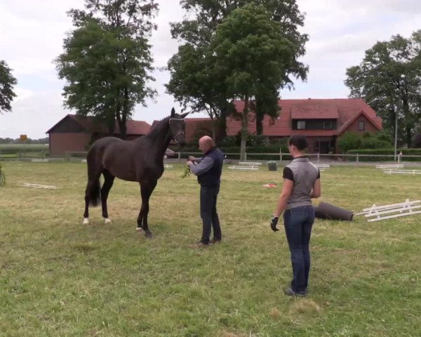Video of First Diva H