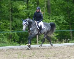 Springpferd Balou 655 (Westfale, 2005, von Balou du Rouet)