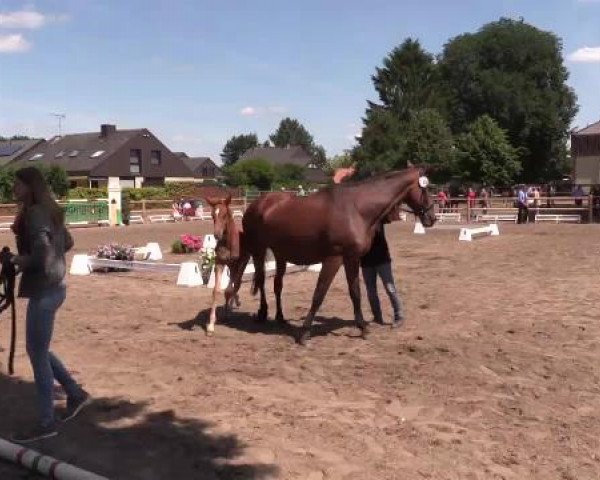 Stuten- und Fohlenschau Warendorf, 15.06.2015, Warmblutfohlen
