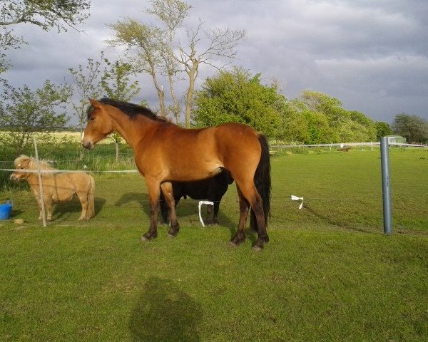 Pferd Ciska (Holsteiner, 2011)