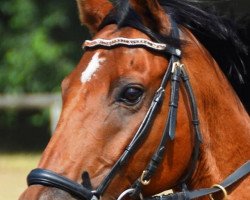 jumper Lis de Comondore (German Sport Horse, 2005, from Longo xx)