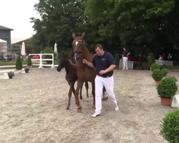 Video of Diara Daliya