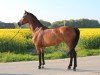 broodmare Veroniek (KWPN (Royal Dutch Sporthorse), 2002, from Kojak)