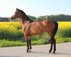 Zuchtstute Veroniek (KWPN (Niederländisches Warmblut), 2002, von Kojak)