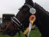 dressage horse Scarlet O'Hara 6 (Hanoverian, 2003, from Sandro Hit)