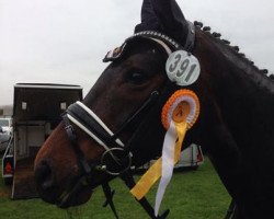 dressage horse Scarlet O'Hara 6 (Hanoverian, 2003, from Sandro Hit)