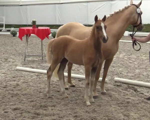 Video of Doc Hollywood