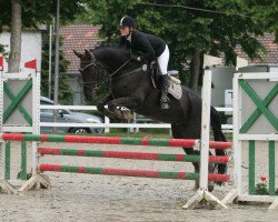 dressage horse Here I Am 3 (Hanoverian, 2004, from Harvard)