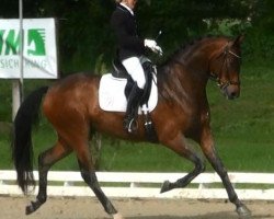 dressage horse Sunlight 35 (Oldenburg, 2009, from Sungold 2)