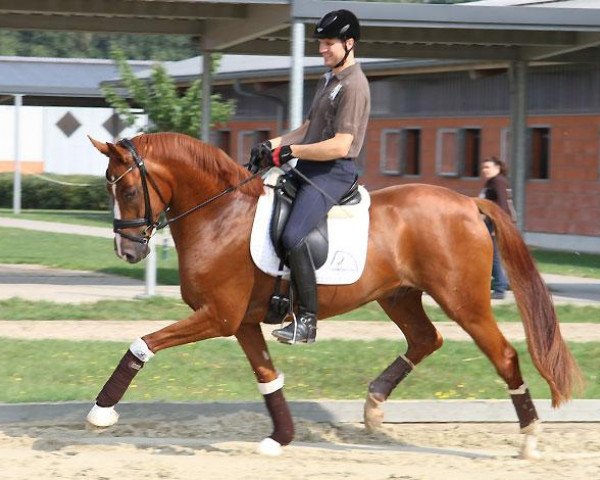 dressage horse Quentin FH (Oldenburg, 2009, from Quaterback)