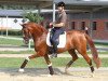 dressage horse Quentin FH (Oldenburg, 2009, from Quaterback)