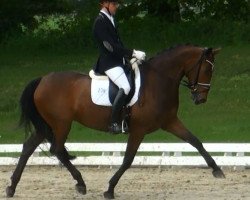 dressage horse Caraleifa FH (Oldenburg, 2009, from Helenenhof's Carabas)