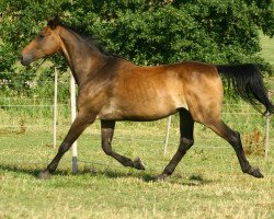 horse Allez Hopp (Bavarian, 1991, from Adlerschild xx)