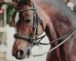 dressage horse Ritter Rubin (Hanoverian, 2005, from Ritter Remus)