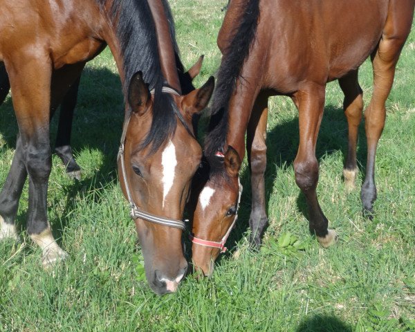 broodmare Gitana (Bavarian, 1998, from Ragazzo)