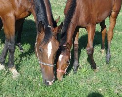 broodmare Gitana (Bavarian, 1998, from Ragazzo)