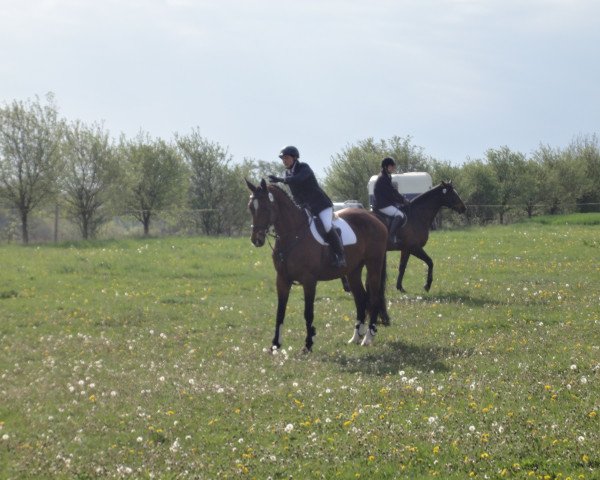 broodmare Alegra (Bavarian, 1997, from Ragazzo)