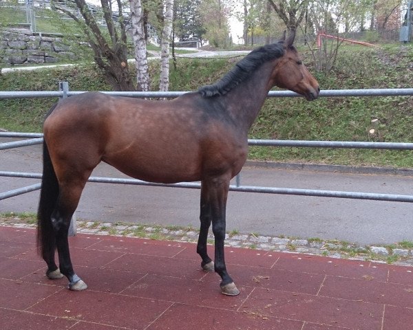 dressage horse Oktavia 25 (Bavarian, 2003, from Luberon)