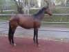 dressage horse Oktavia 25 (Bavarian, 2003, from Luberon)