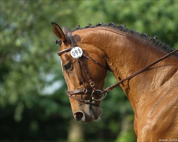 dressage horse Okarina 41 (Trakehner, 2007, from Shamal xx)