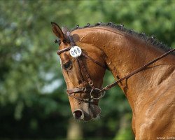 dressage horse Okarina 41 (Trakehner, 2007, from Shamal xx)