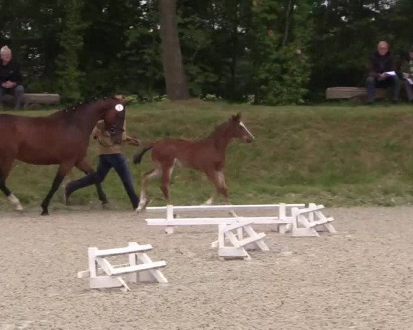 Video of Brouwers