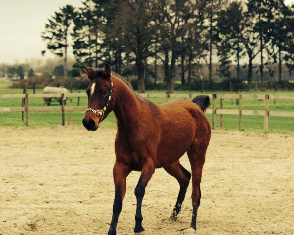 broodmare HL-Hoshi (Arabian thoroughbred, 2009, from TC Kashmir ox)