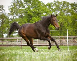 dressage horse Figo 35 (Hanoverian, 2004, from Fürst Heinrich)