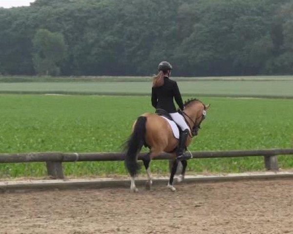Ponyturnier Billerbeck 2015