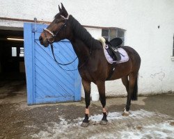 jumper Ramiros (Slovenian Warmblood, 2008, from Ramirado)