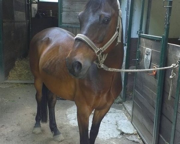 Pferd Karisko Brownie (Deutsches Reitpony, 1994, von Kentucky)